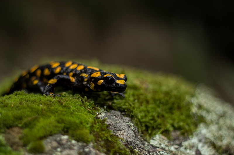 Salamandre 0.jpg