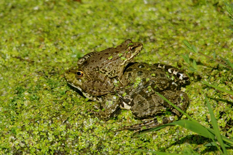 grenouille2 (Copier).jpg