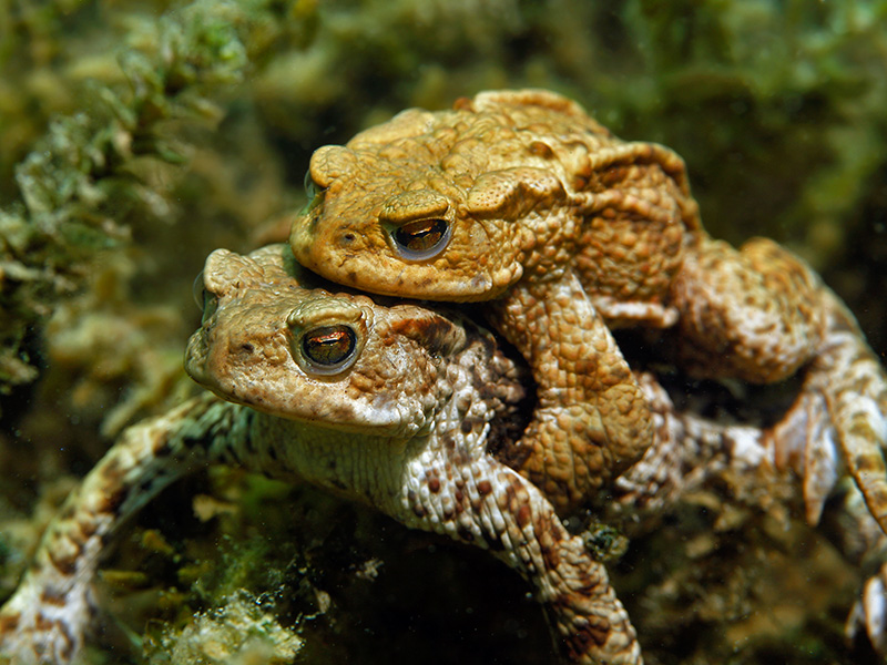 Crapaud_02_ONotz.jpg