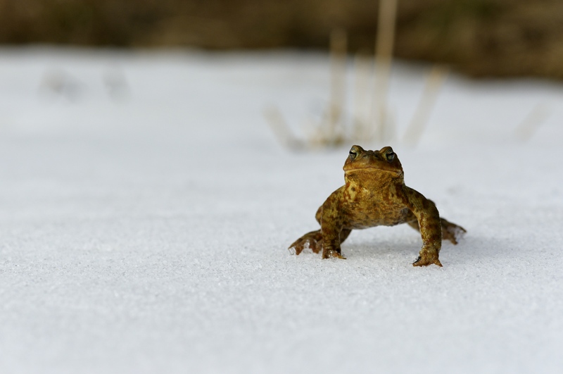 bufo 60.jpg