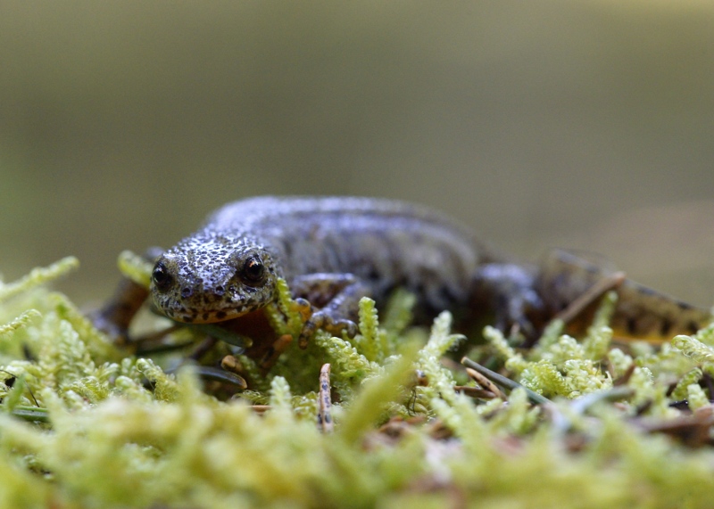 triton alpestre 17.jpg
