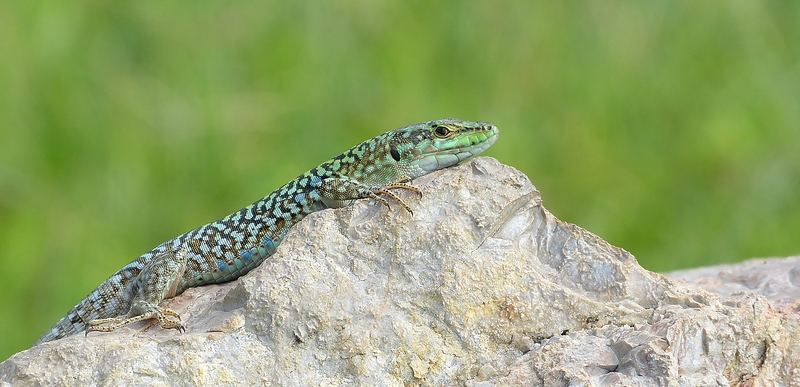 Lézard.jpg