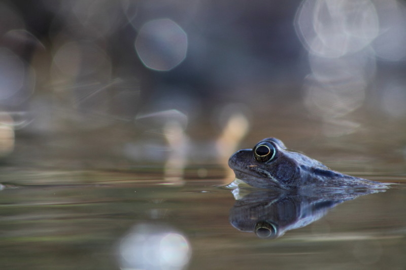 Grenouille rousse.jpg