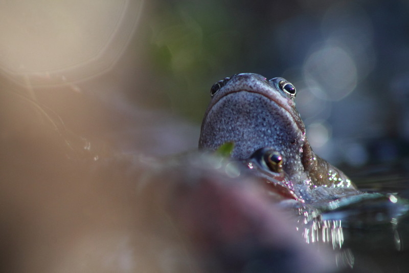 Grenouille rousse (3).jpg