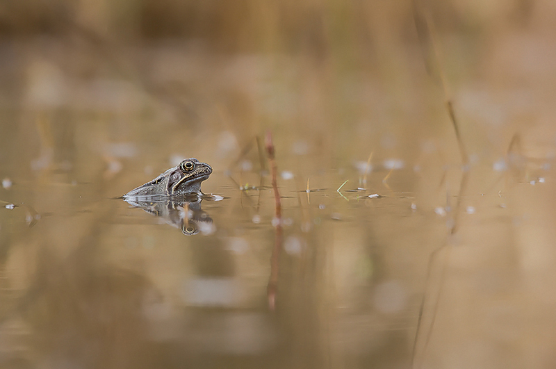 grenouilles 2013 025.jpg
