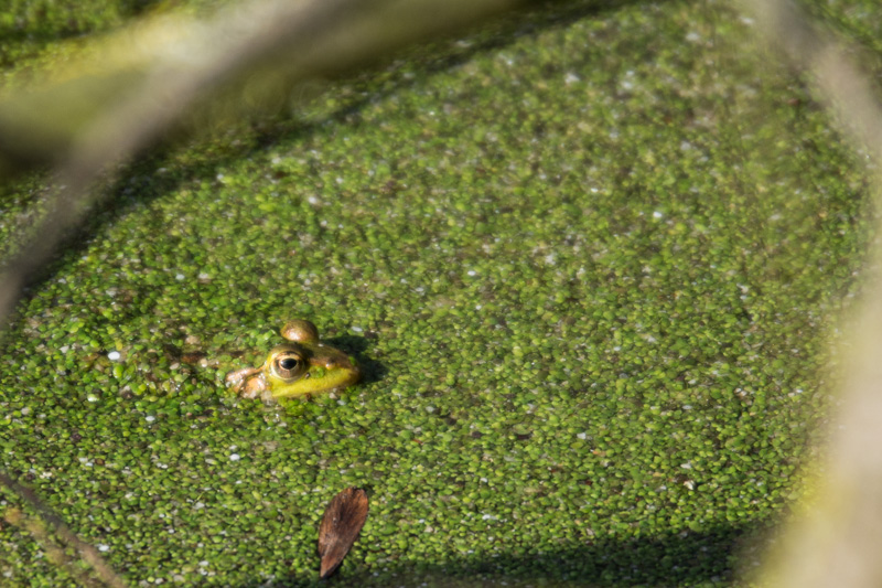 DSC_0863.jpg