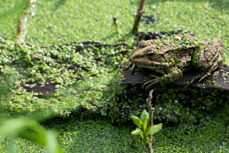 DSC_0956.jpg