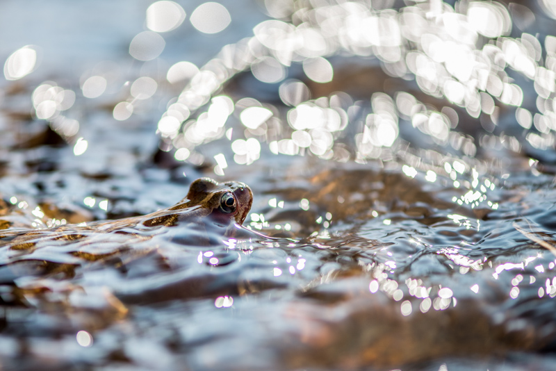 amphibiens-3.jpg