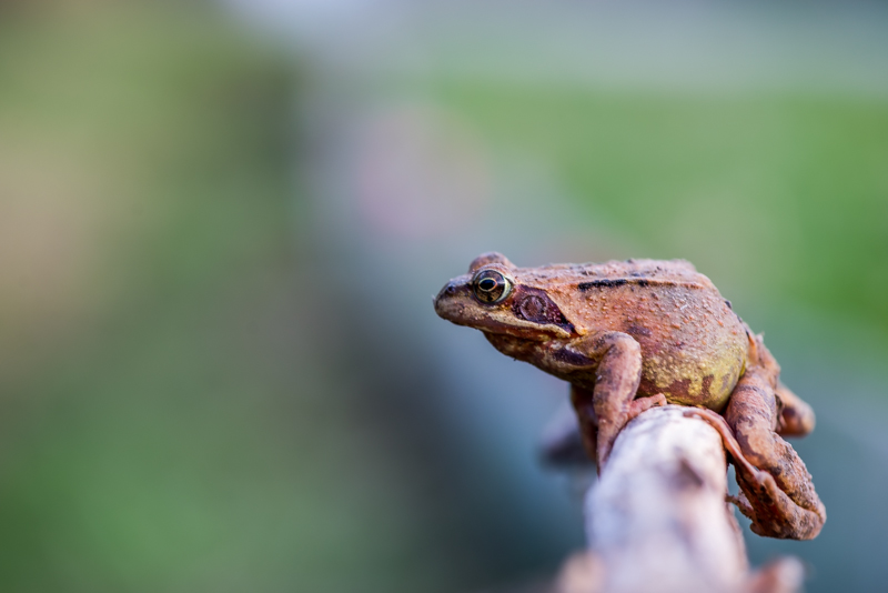 amphibiens-4.jpg