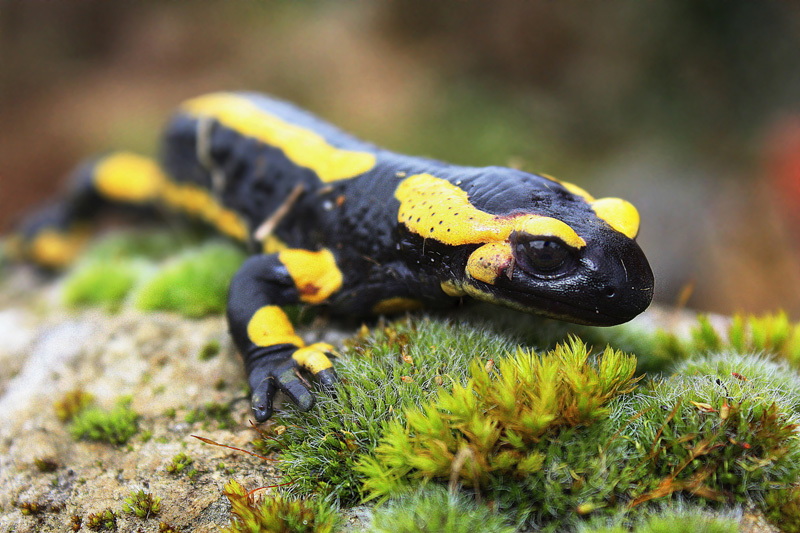 Salamandre-tachetée-01-pour.jpg