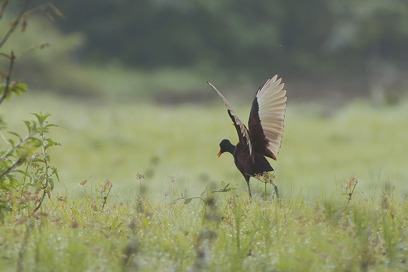 84-jacana noir.jpg