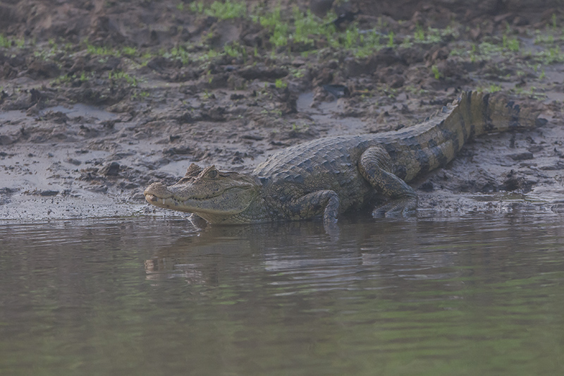 86-Crocodile.jpg