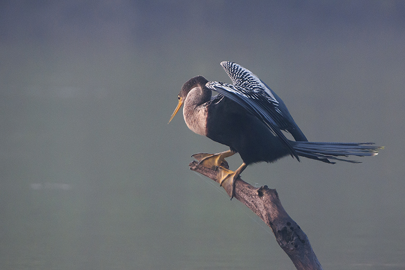 87-Anhinga d'Amérique.jpg