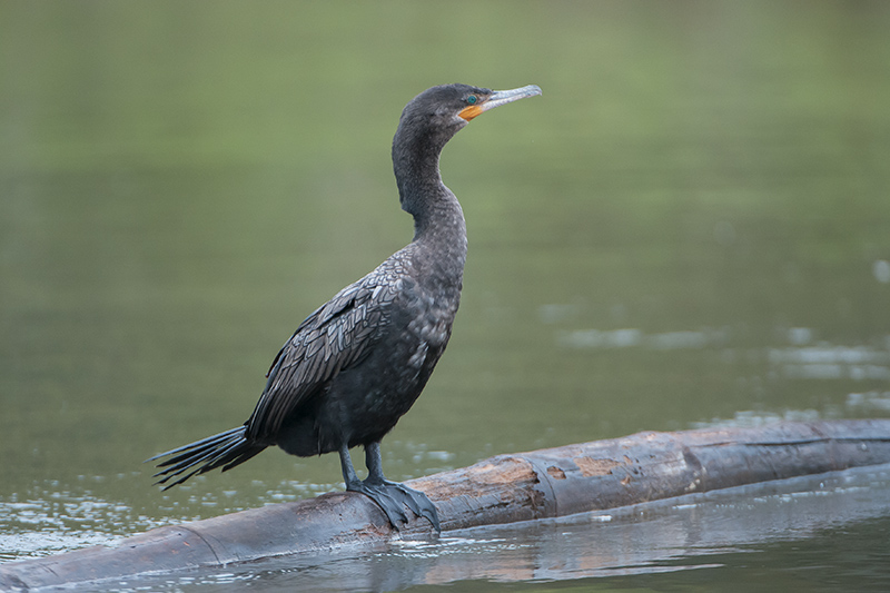 88-Cormoran vigua.jpg