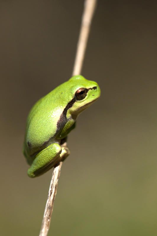 Rainette verte (Hyla arborea).jpg