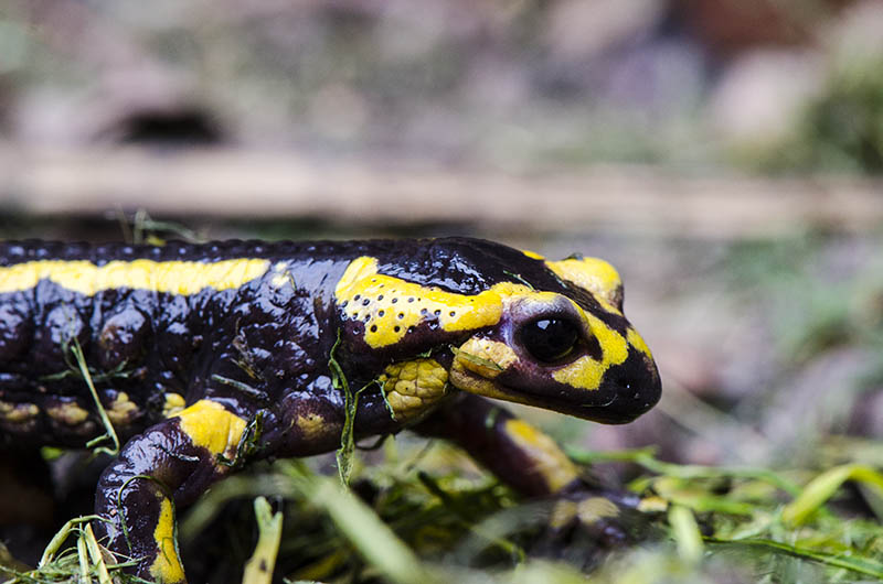 salamandre-3-2011-9-19_DSC0387.jpg
