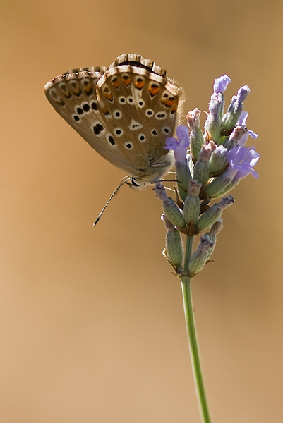 img-pap-e22.jpg