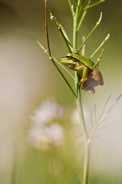 Amphibien-2.jpg