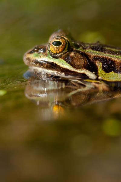 Amphibien-3.jpg