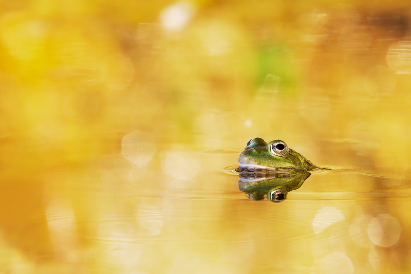 120709 Ardeche grenouille-1r.jpg