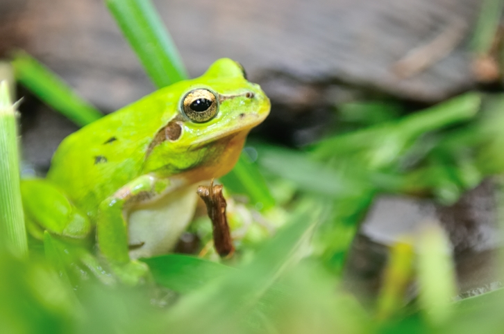 Grenouille.JPG