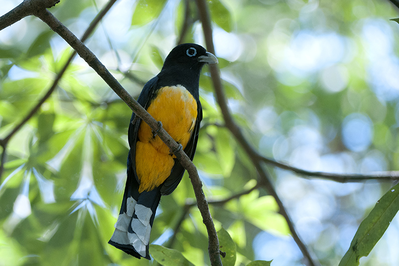 100-trogon à tête noire.jpg