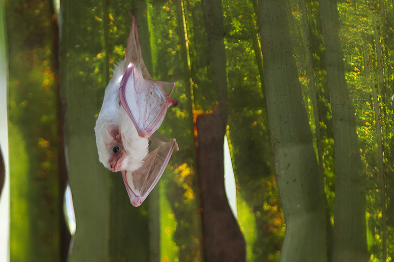 107-Chauve souris blanche.jpg