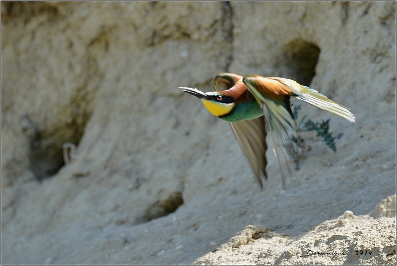 DSC_6670.jpg