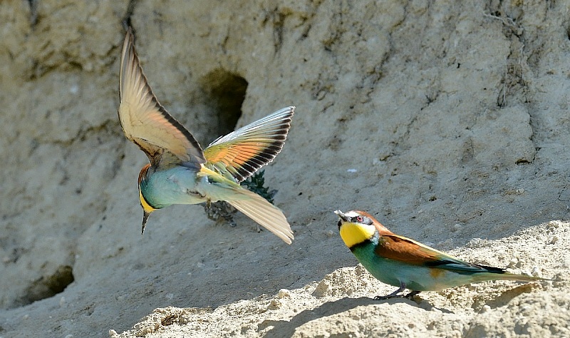 DSC_6687.jpg