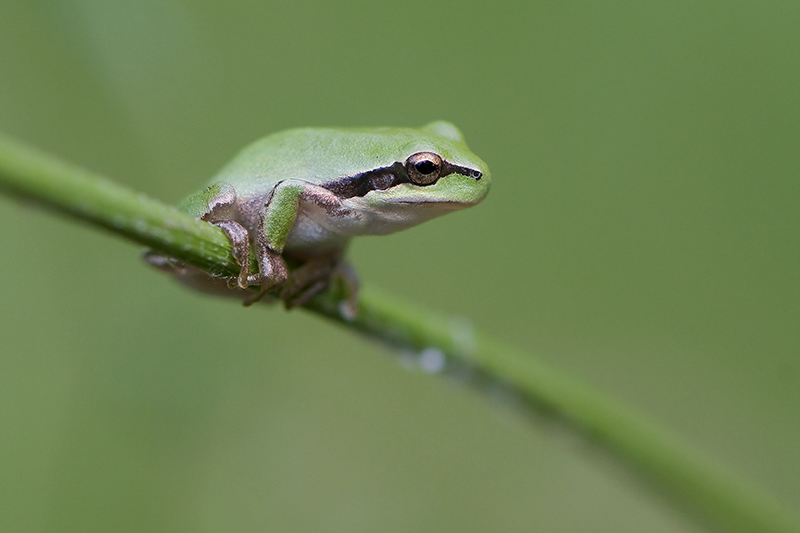 rainette sur branche.jpg