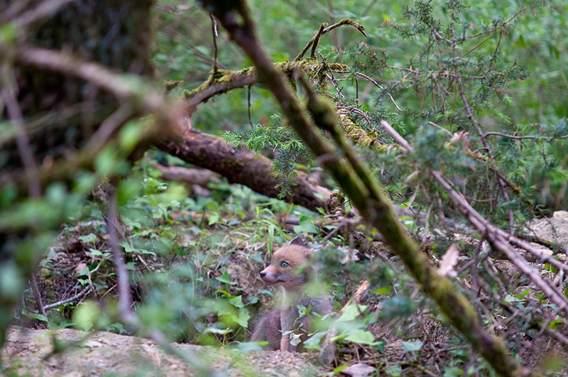 DSC_2321.jpg