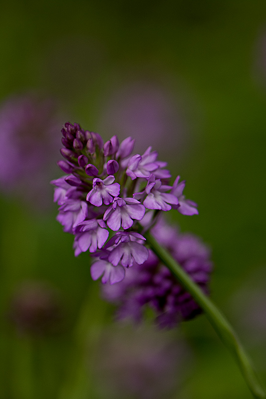 _DSC3271-Modifier.jpg