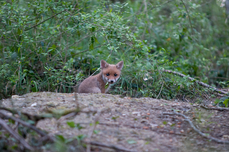DSC_2326.jpg