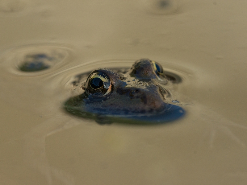 15082012 -DSC09629 grenouille portrait 1-400 s à f - 7,1  ISO 400  225 mm.jpg