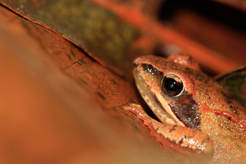 Grenouille dans les bois.jpg