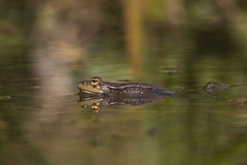 Photo2_20140426_Amphibiens.jpg