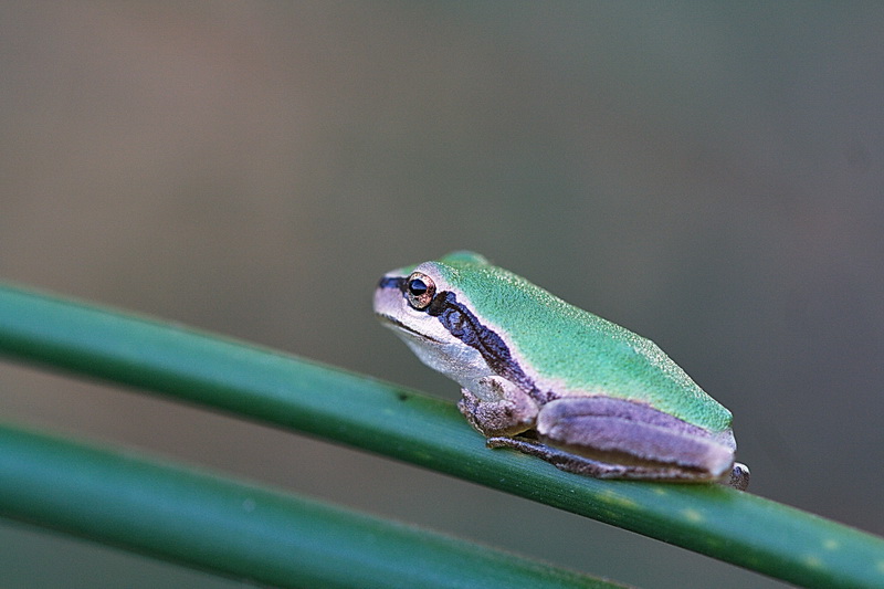 f76745088 PS.jpg