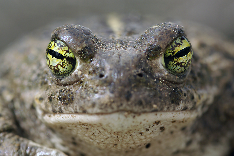 Crapaud_calamite_7315.jpg
