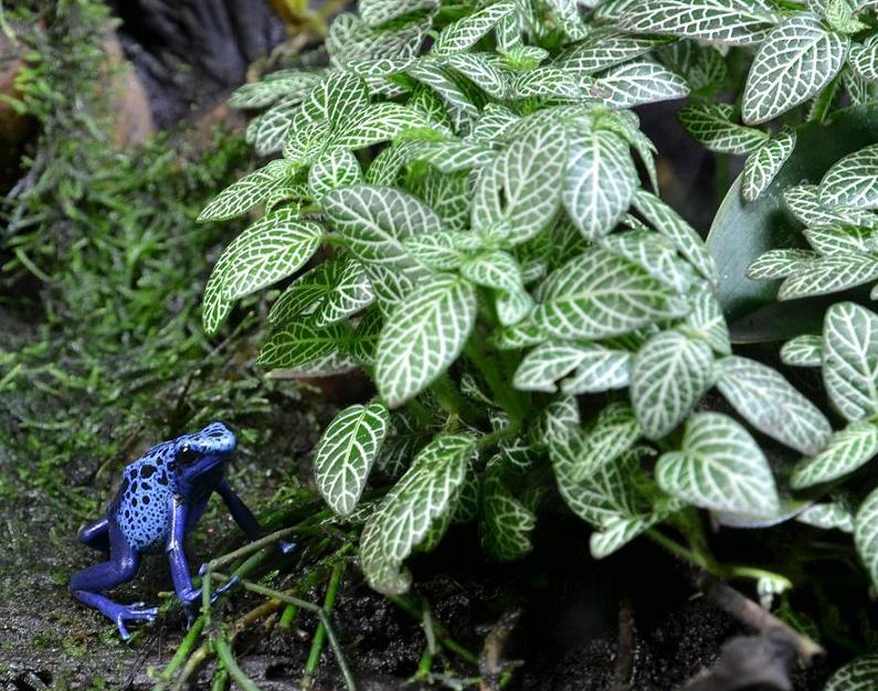 Grenouille Bleue.JPG