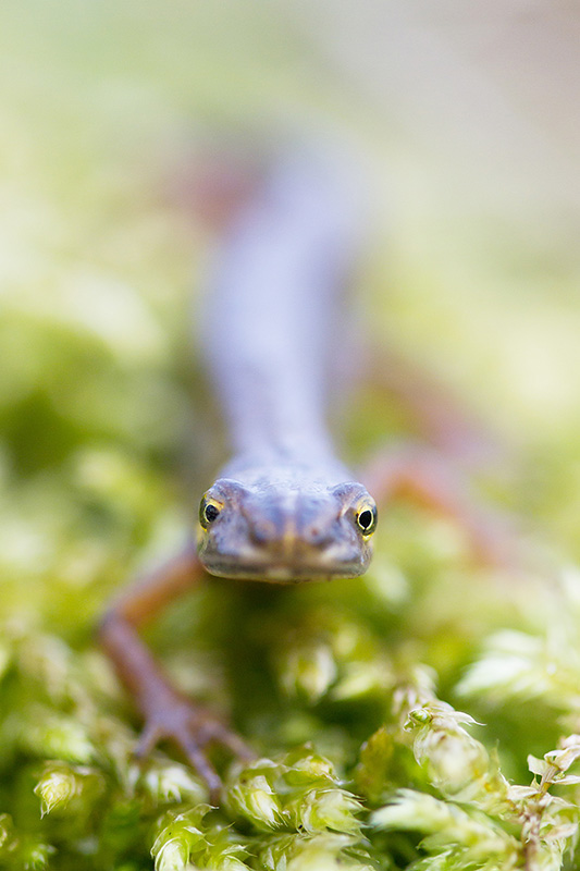 tritonalpestre03120002 - Copie.jpg