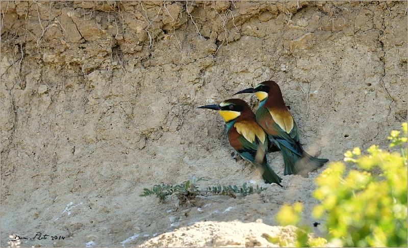 DSC_6664.JPG