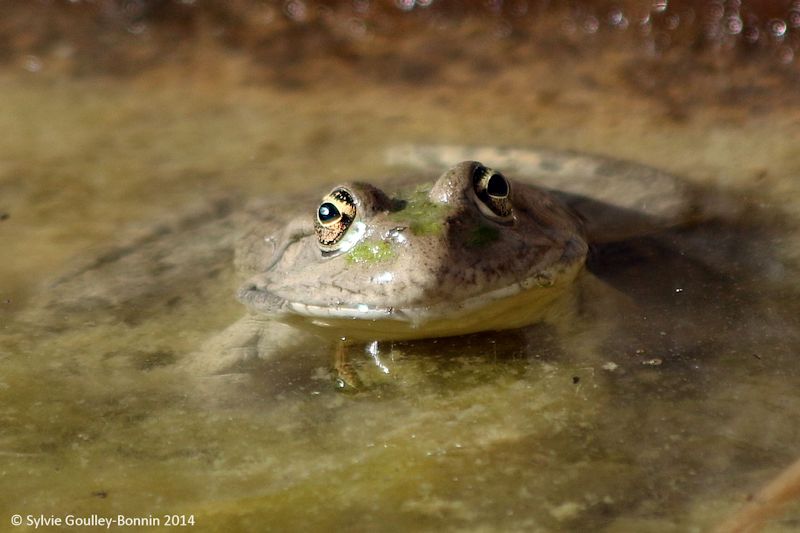 Grenouille1.JPG