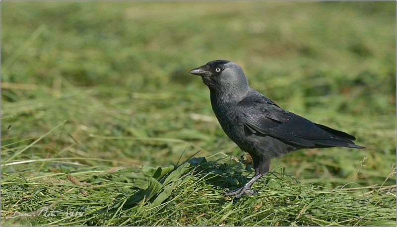 DSC_6845.JPG