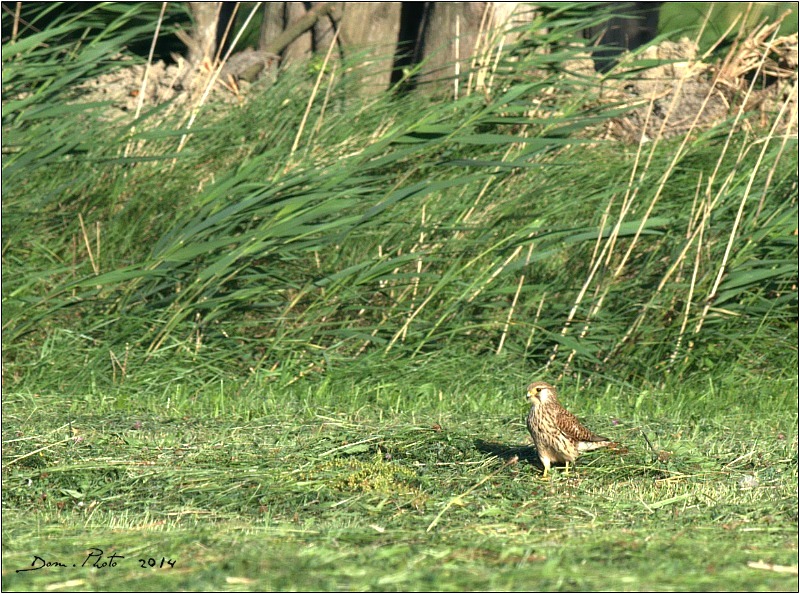 DSC_69091.jpg