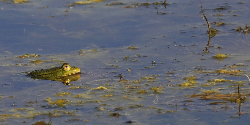 Grenouille 1.jpg