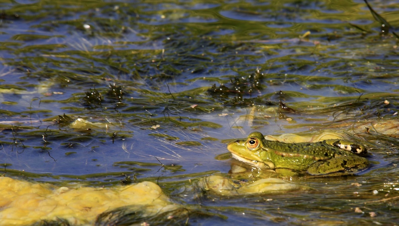 Grenouille 2.jpg