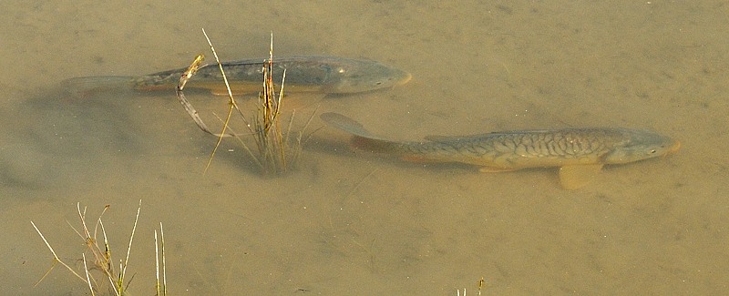 ARM_3100.jpg