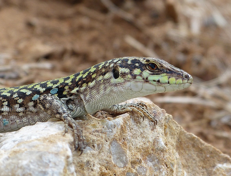 Lézard3.jpg