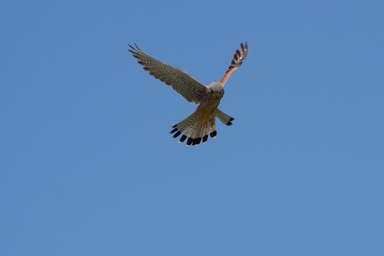 IMG_6387.jpg