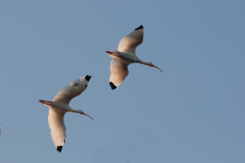 121-Ibis blanc.jpg